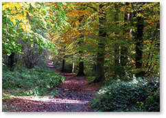 Marche nordique Morainvilliers