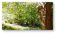 Marcher avec les arbres